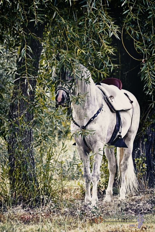 Caballo blanco bajo la palera.jpg